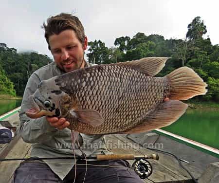 Lake Fly Fishing Giant Gourami Thailand