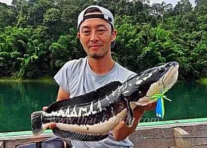 Fiskeri Thailand Snakehead Spin Fiskeri 2022