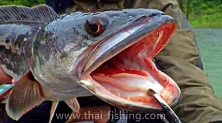 Lake Fly And Lure Fishing Trip - Thai Fishing Report 2