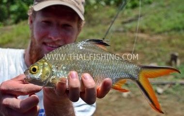 Fish Species Tinfoil Barb