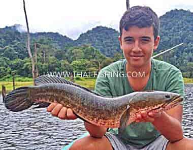 Fiskeart Thailand - Stribet Snakehead