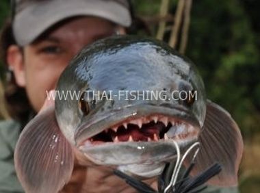 Thai Fish Species Great Snakehead