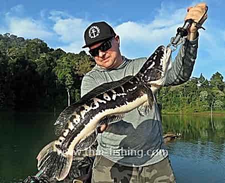 Sø Fiskeri For Giant Snakehead Thailand