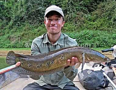 Emperor Snakehead - Thai Fish Species