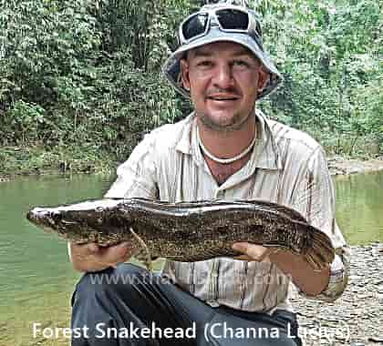 Channa lucius - Thai Fiskarter
