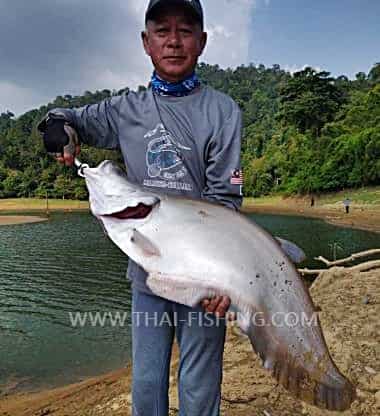 Giant Featherback - Thai Fishing - DK