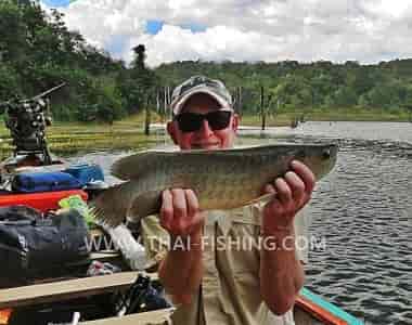 Green Arowana - Scleropages formosus - Thai Fishing