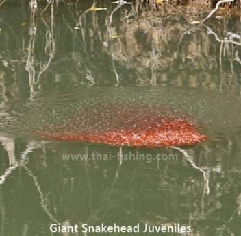 Snakehead Brooding Snakehead (Fish) - Channidae - Thai Fish Species