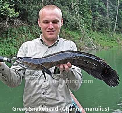 Kæmpe-slangehoved (Channa marulius) - Thai Fishing