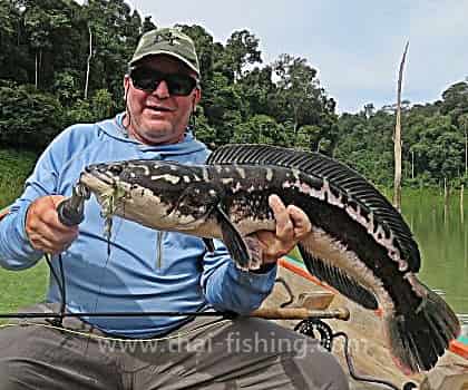 Giant Snakehead Fluefiskeri Thailand 