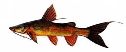 Asian River Catfish - Thai Fish Species