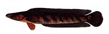 Great Snakehead - Channa marulius - Thai Ferskvandsfisk