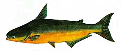 Mekong Giant Catfish - Thai Fishing