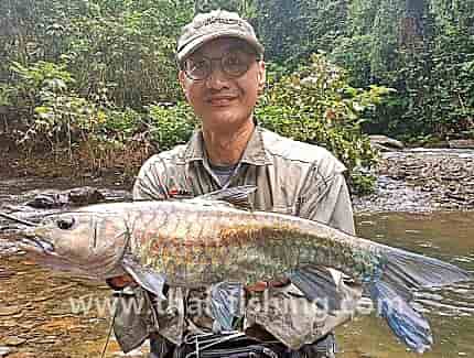 Mahseer Fly Fishing Season Thailand