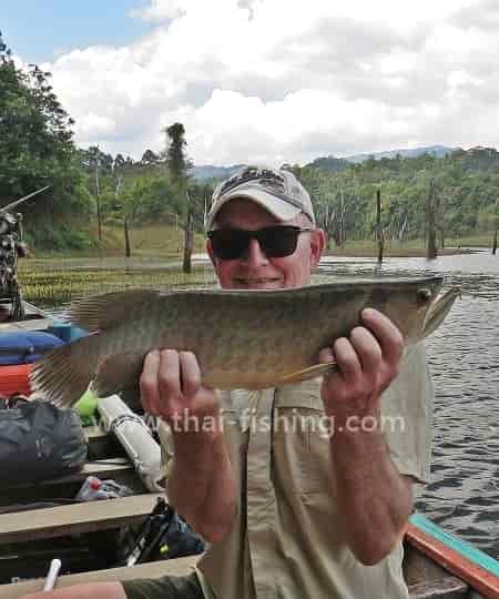 Asian Arowana - Scleropages formosus