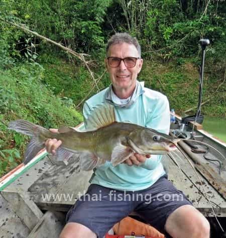 Asian River Catfish - Hemibagrus nemurus - Thai Fiskeart