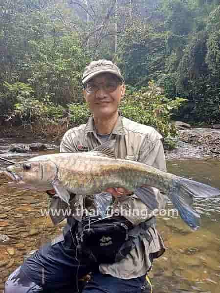 Blue Mahseer - Neolissochilus stracheyi