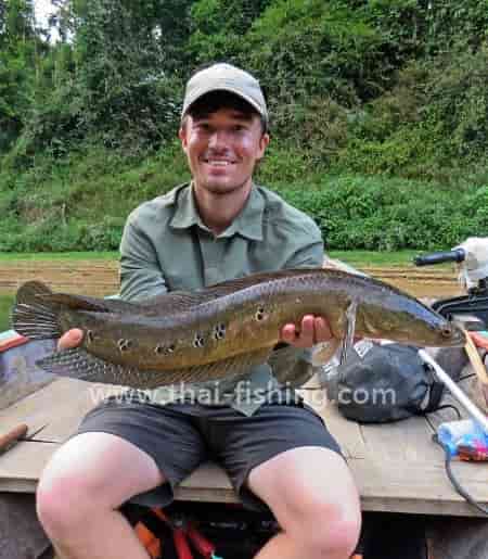 Kejser-slangehovedfisk - Channa marulioides - Thai Fiskeart