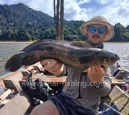 Forest Snakehead - Channa Lucius