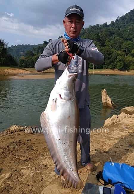 Giant Featherback - Chitala lopis - Thai Fiskeart