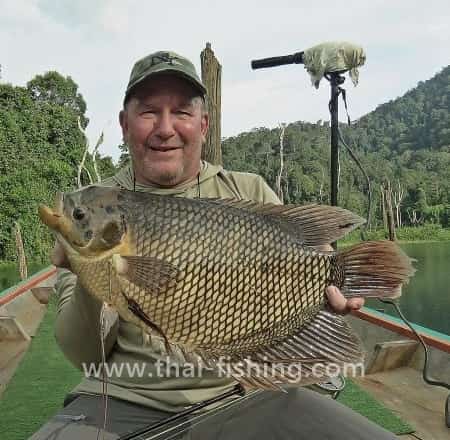 Giant Gourami - Osphronemus Gourami - Thai Fiskeart