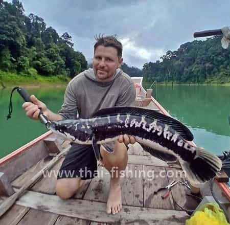 Giant Snakehead - Channa micropeltes - Thai Fiskeart