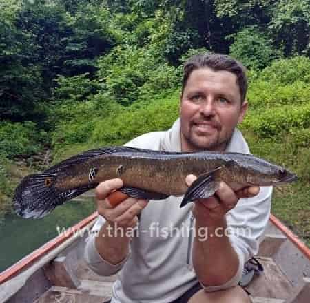 Kæmpe-slangehovedfisk - Channa marulius - Thai Fiskeart