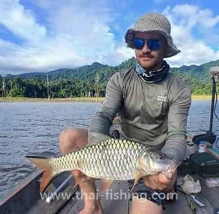 Hampala Barb - Hampala macrolepidota