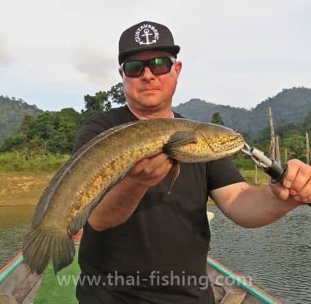 Stribet slangehoved - Channa striata - Thai Fiskeart
