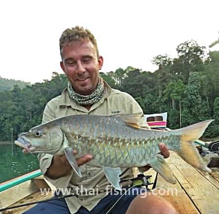 Thai Mahseer - Tor tambroides - Thai Fiskeart