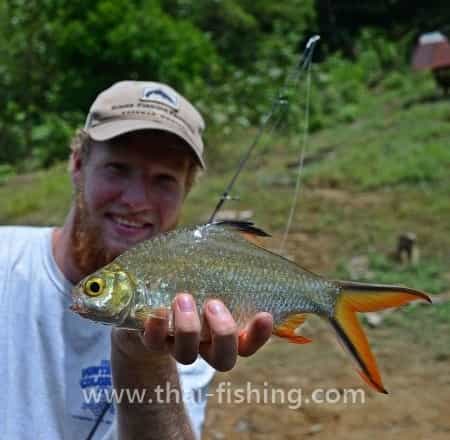 Tinfoil Barb - Barbonymus schwanenfeldii - Thai Fiskeart