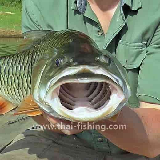 Big Hampala Barb on lure in the Thai Jungle