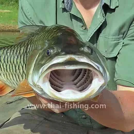 Big Hampala Barb on lure in the Thai Jungle