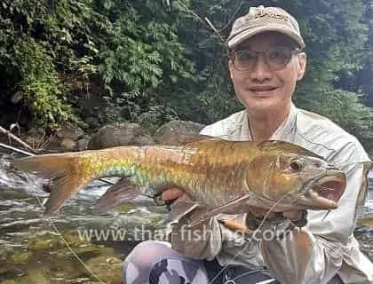 Blue Mahseer fly fishing Thailand