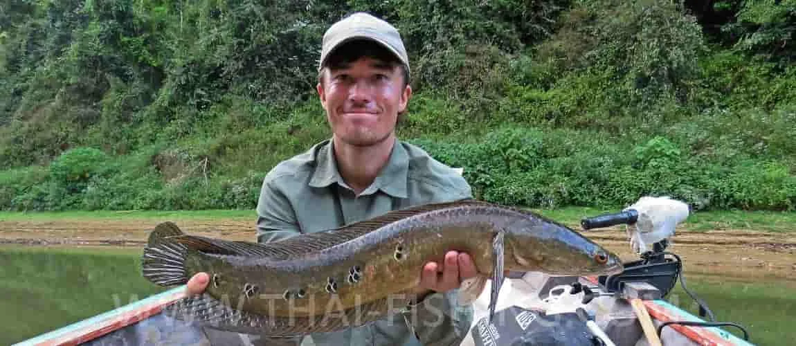 Cheow Lan Lake, Khao Sok Fishing Report 10
