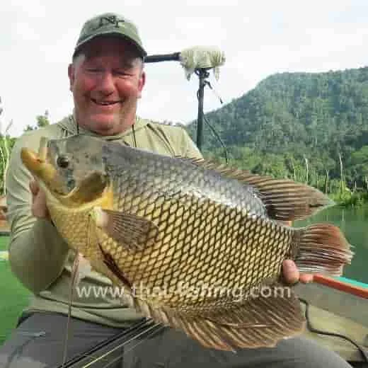 Giant Gourami Fly Fishing Thailand