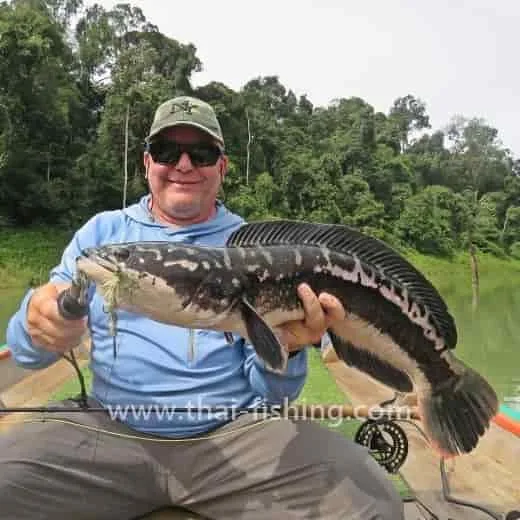 Giant Snakehead Fly Fishing Cheow Lan Lake Thailand