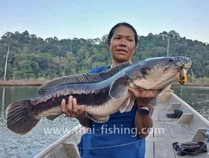Giant Snakehead Lure fishing Cheow Lan Lake
