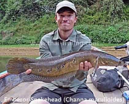 Channa marulioides fanget i den Thailandske Jungle