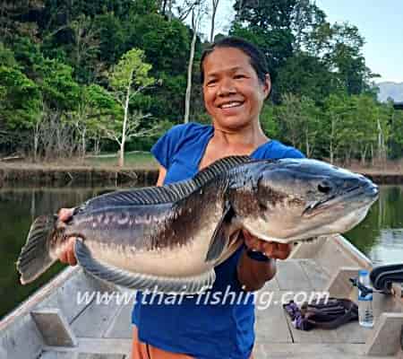 Kæmpe-slangehovedfisk (Channa micropeltes) på 8 kg fanget i Thailand